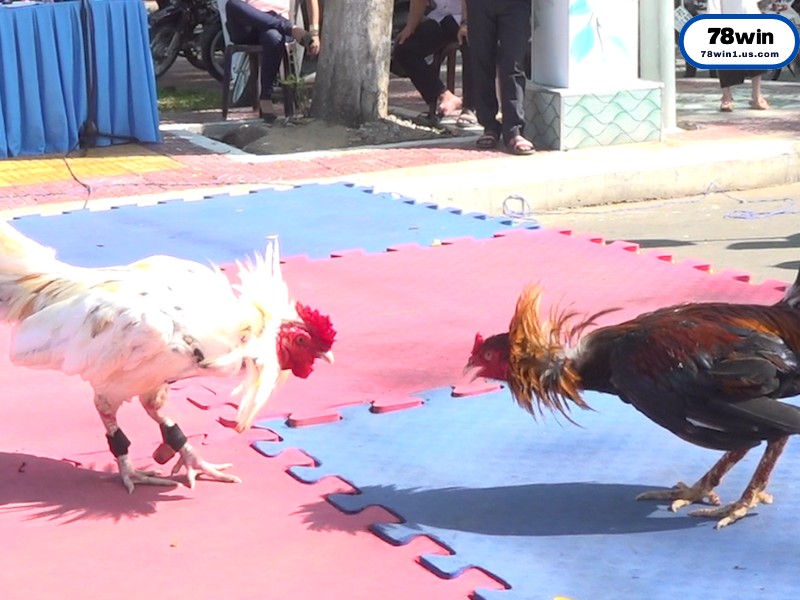 Giải mã ý nghĩa các cửa cược trong đá gà trực tuyến