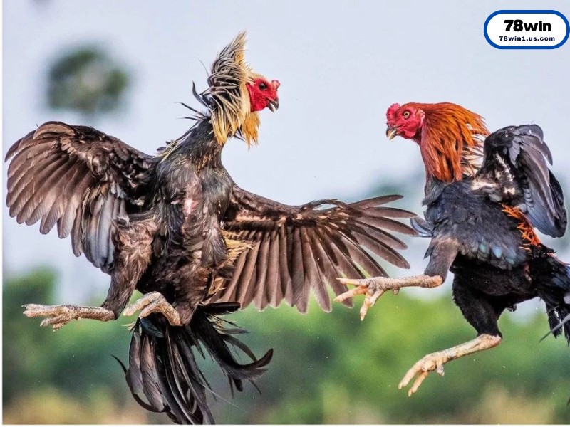 Luật Chơi Đá Gà Cựa Sắt Cơ Bản Cho Người Mới